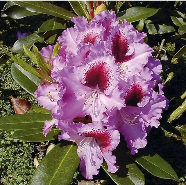 INKARHO Rhododendron Kabarett Alpenrose, pinker Zierstrauch, 30-40 cm - Bild 1