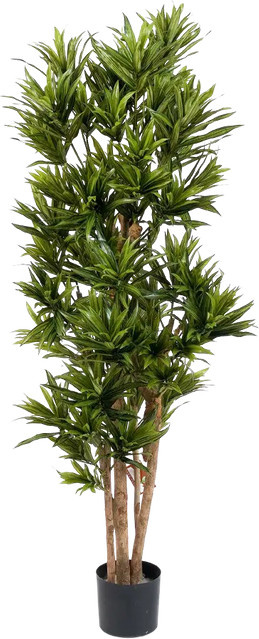 Künstlicher Drachenbaum Reflexa Neo von artplants in Grün, Höhe: 184 cm - Bild 1