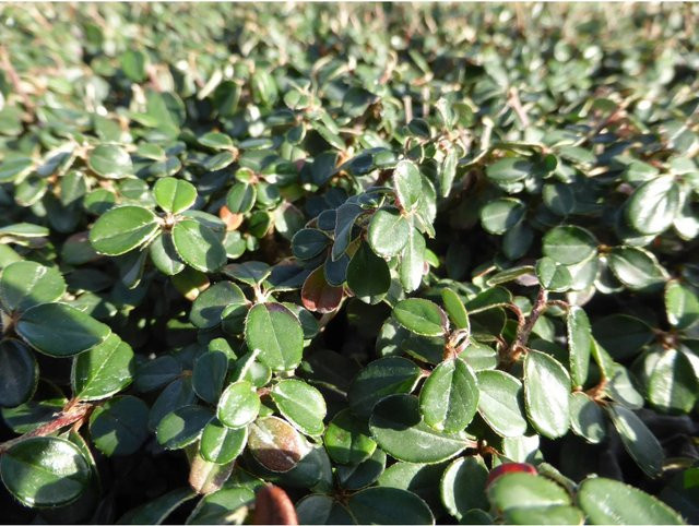 Cotoneaster microphyllus Helix Zwergmispel als Topfpflanze für Garten und Grab - Bild 1