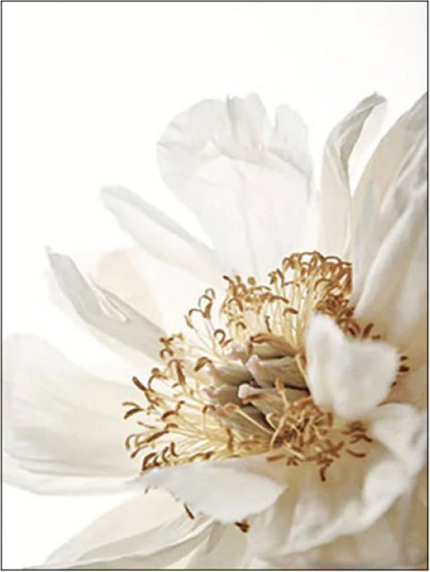 TPFLiving Gold Luxus Poster Leinwand Floral Botanical Modern in Weiß, Gold und Beige, Breite: 40 cm, Höhe: 60 cm - Bild 1