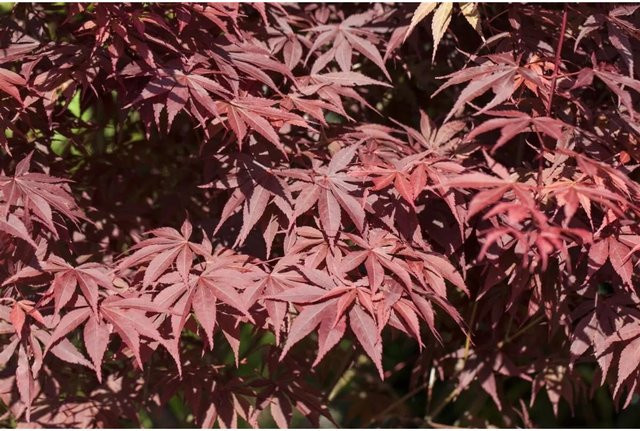 Acer Palmatum Bloodgood Japanischer Ahorn Tiefrot 80–100 cm - Bild 1