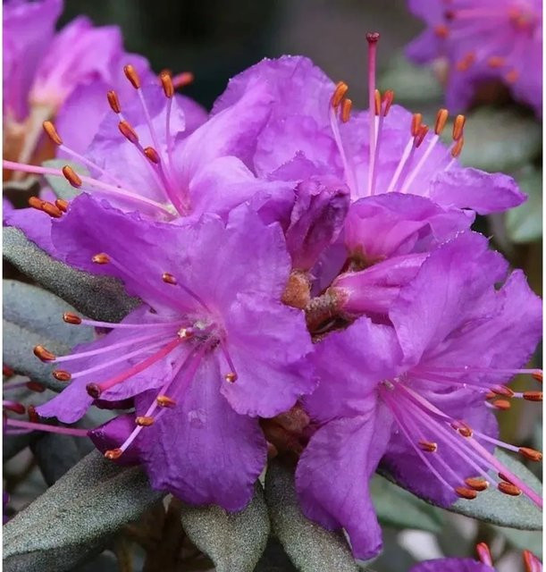 Zwerg Rhododendron Saint Merryn Rhododendron impeditum Alpenrose in Lila, Höhe: 20-25 cm - Bild 1