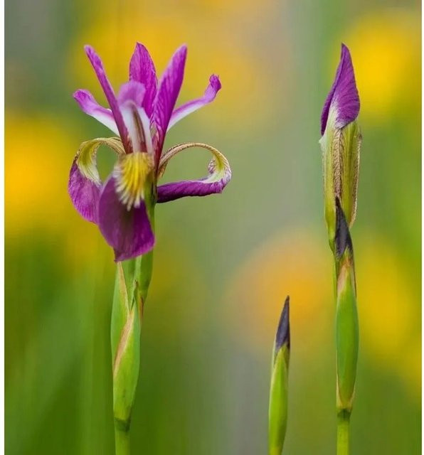 Sibirische Wieseniris Ewen Iris sibirica in lila, mehrjährige Gartenpflanze im Topf - Bild 1