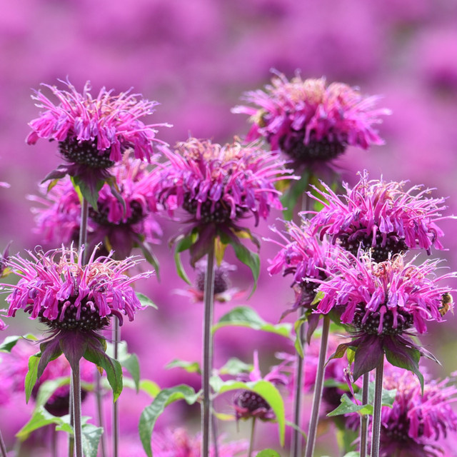 Rosa Indianernessel Monarda als winterharte Staude für deinen Garten von Mein schöner Garten Shop - Bild 1