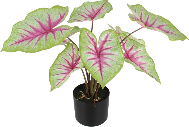 Künstliche Caladium Malena von Aplanta, Höhe: 55 cm - Bild 1