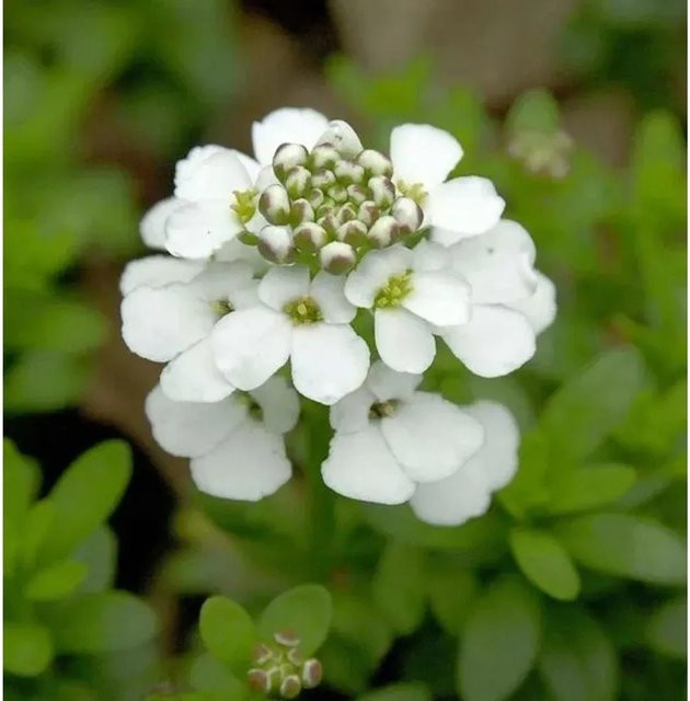 Schleifenblume Snowflake Iberis sempervirens als weißer Bodendecker für Steingärten und Beete - Bild 1