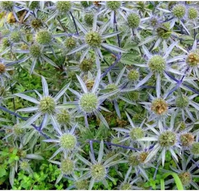 Blaue Edeldistel Blauer Zwerg Eryngium planum von Nr-01.de als blaue Solitärpflanze, Schnittblume und Trockengesteck - Bild 1