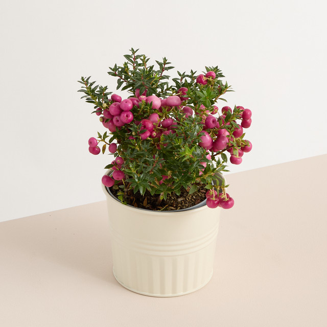 BLUME2000 Übertopf aus Zink in Beige, Durchmesser: 11 cm - Bild 1