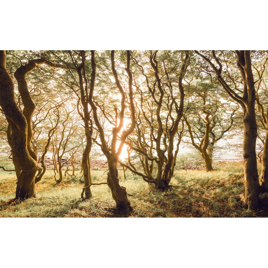 Komar Fototapete Bold Birch aus Vlies in Braun-grün, B: 400 cm, H: 250 cm - Bild 2