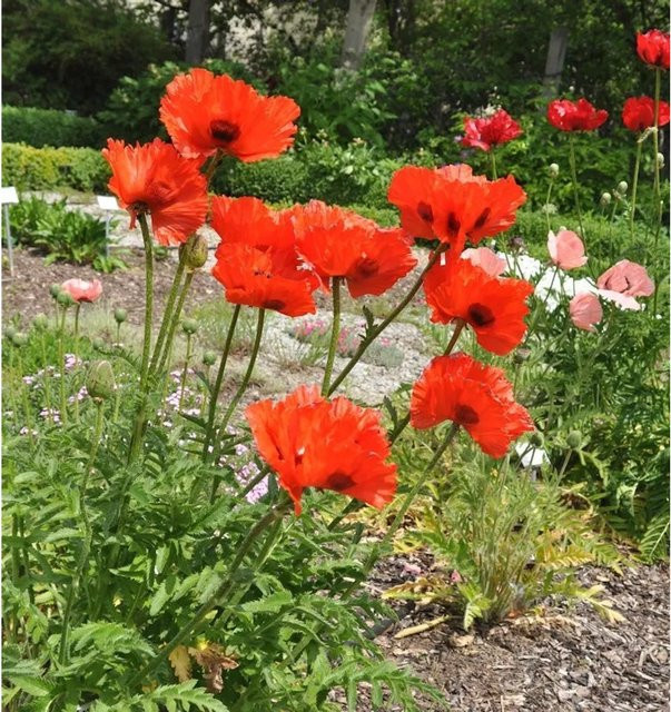 Türkischer Mohn Marcus Perry Papaver orientale rote Staude für Garten und Beet - Bild 1