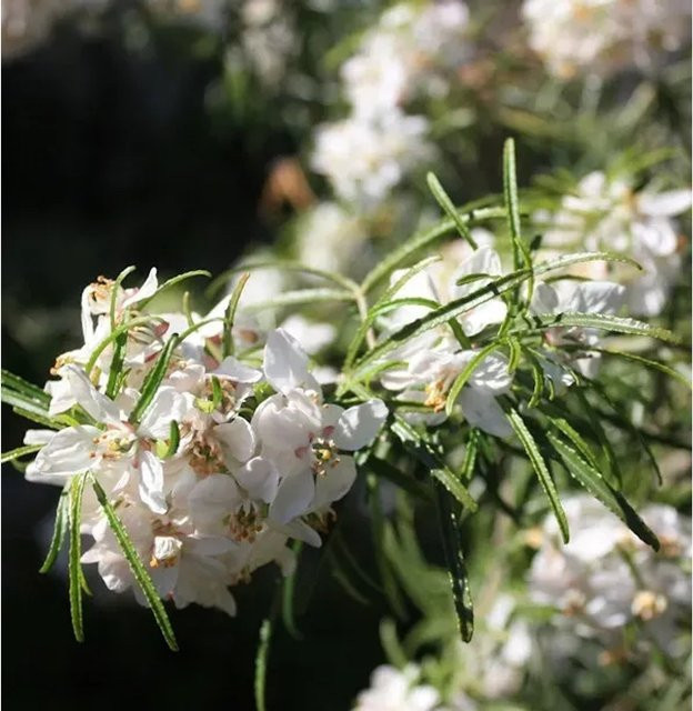 Orangenblume White Dazzler Choisya ternata Blütenstrauch mit weißen Blüten, Höhe: 60-80 cm - Bild 1