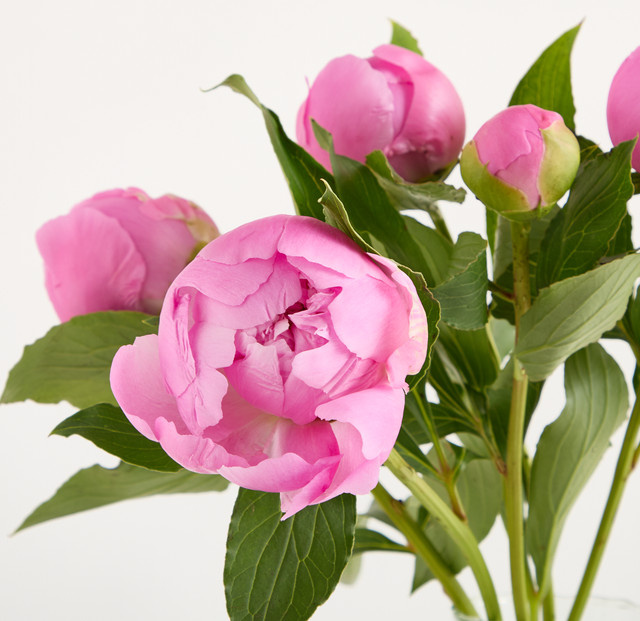 Blume2000 Arrangement Rosa Pfingstrosen Pink - Bild 1