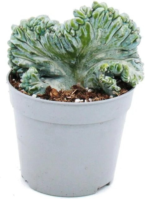 Exotenherz Myrtillocactus Geometrizans Cristata Heidelbeer-Kaktus Kammform in Blau-Grün im 6,5 cm Topf - Bild 1