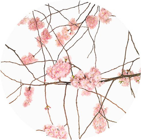 K&L Wall Art Runde Vliestapete Kadam Japanische Kirschblüten, mehrfarbig, matt, B: 153 cm, H: 140 cm - Bild 1