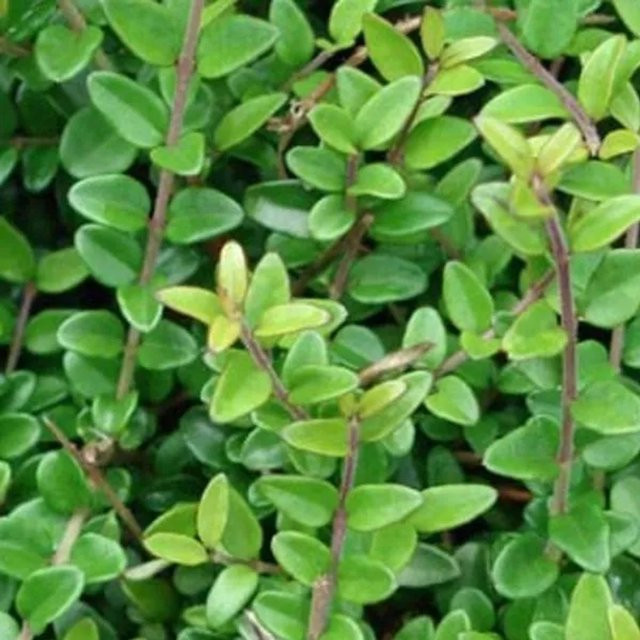 Arborix Heckenmyrte Elegant Lonicera nitida als kompakter Strauch im Container für Garten und Rabatten, Höhe: 45 cm - Bild 1