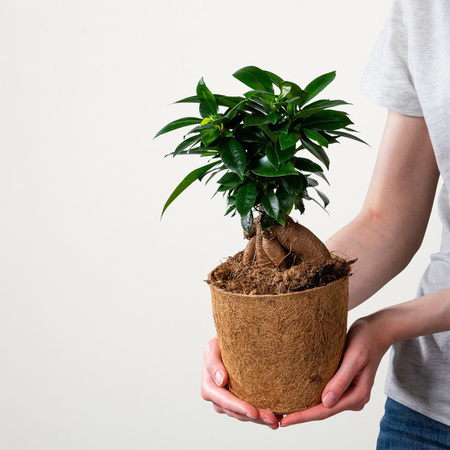 Ficus Microcarpa Tischpflanze von BLUME2000 in Grün