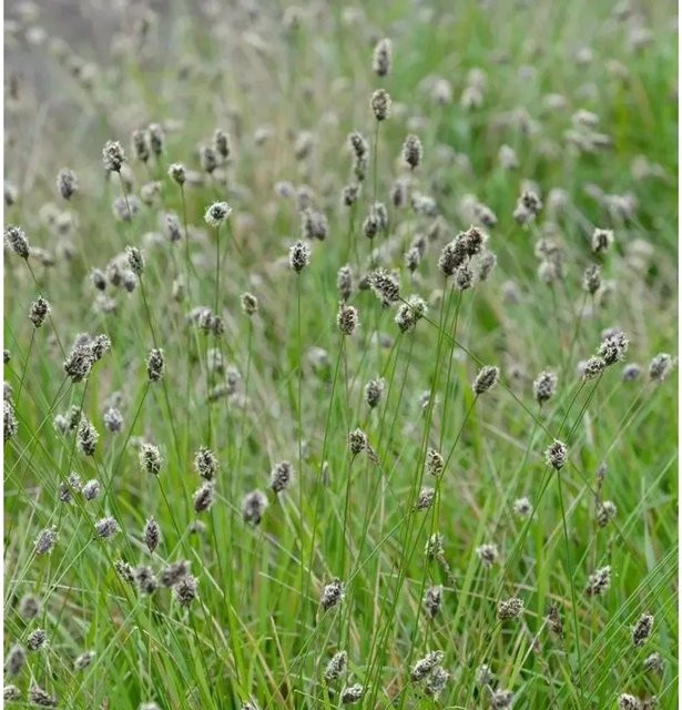 Sesleria heufleriana Grünes Kopfgras als mehrjährige Zierpflanze für den Garten - Bild 1