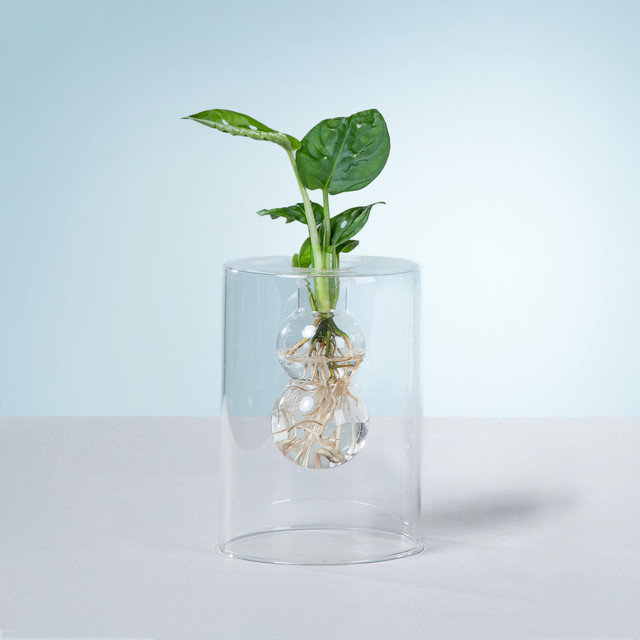 Baby Plant Lab Tischmodell von BLUME2000 in Grün - Bild 1