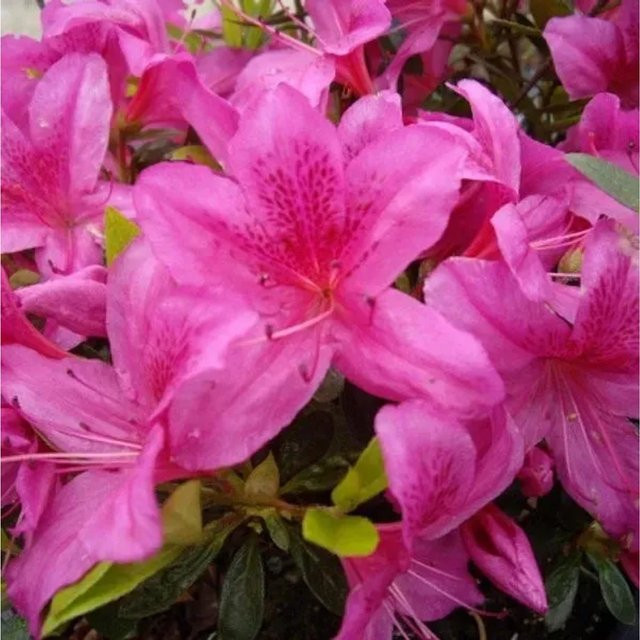 Japanische Azalee Purple Splendor Rhododendron obtusum Zwerg Alpenrose in Lila/Pink, Topfpflanze 20-25 cm - Bild 1
