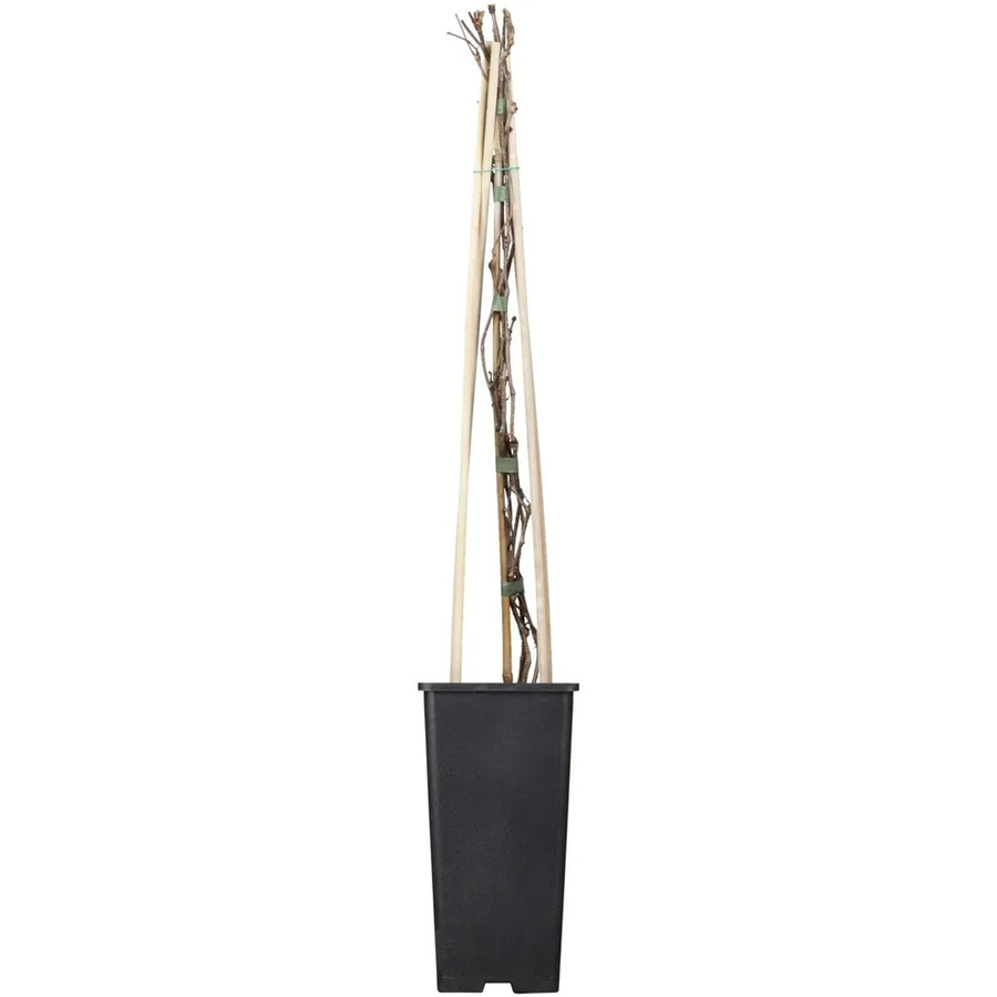 GROW by OBI Kletterpflanze Mauerwein Purpurrot Parthenocissus quinquefolia engelmannii im Topf Durchmesser: 17 cm - Bild 2