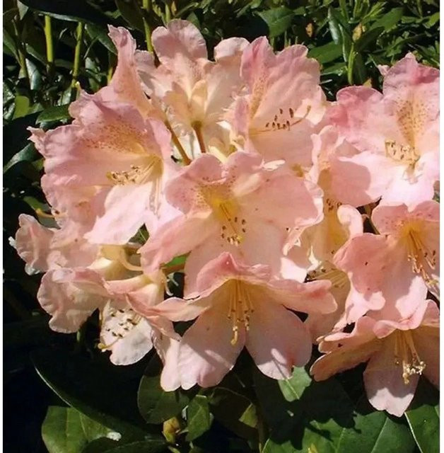 Rhododendron Percy Wiseman Alpenrose von Nr-01.de, Höhe: 30-40 cm - Bild 1