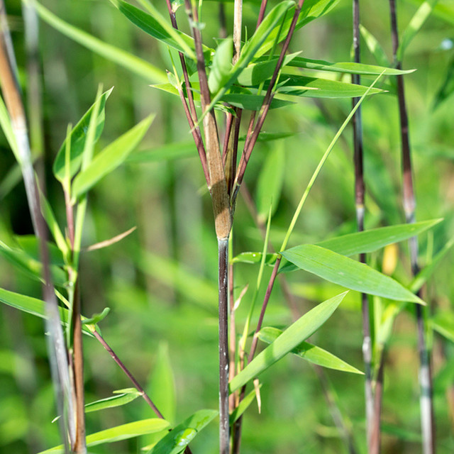 Fargesia Bambus Black Pearl als grüne Heckenpflanze und Zierstrauch von Mein schöner Garten Shop - Bild 1