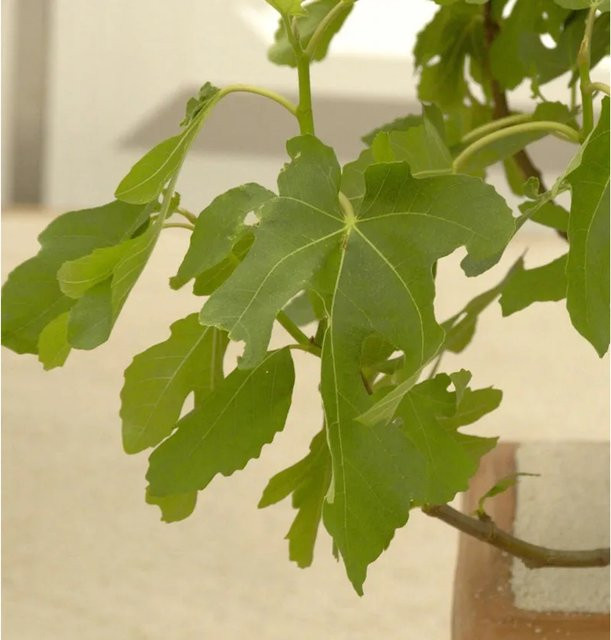 Feigenbaum Rouge de Bordeaux Ficus carica von Die Nr-01.de, Höhe: 80-100 cm - Bild 1