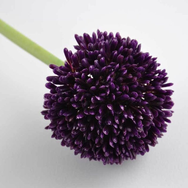 idee. Künstliche Allium Seidenblume in Violett, Höhe: 59 cm - Bild 1