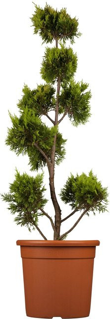 GROW by OBI Gold Leyland-Zypresse Gold Rider PomPons, Koniferen-Strauch, Höhe: 80 cm, Topf: 9 l - Bild 1