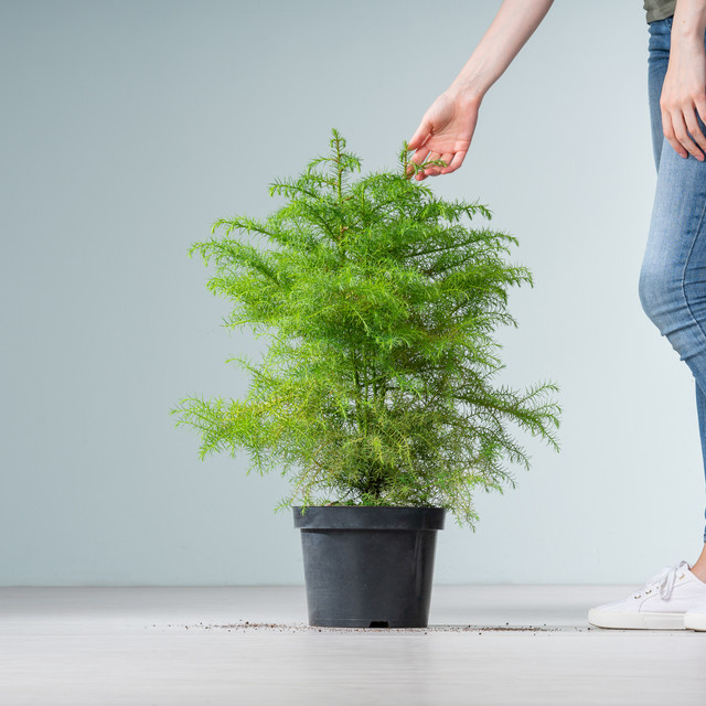 Sicheltanne Elegans Virdis Cryptomeria von BLUME2000 als immergrüner Zierbaum in Grün und Blau - Bild 1