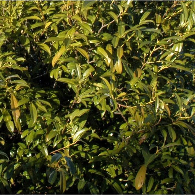 Lorbeerkirsche Sofia Prunus Aurocerasus als grüne Heckenpflanze für deinen Garten - Bild 1