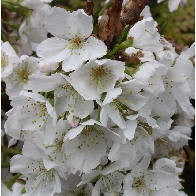 Prunus kurilensis Kurilenkirsche Brillant Zierkirsche Strauch in Weiß und Rosa - Bild 1