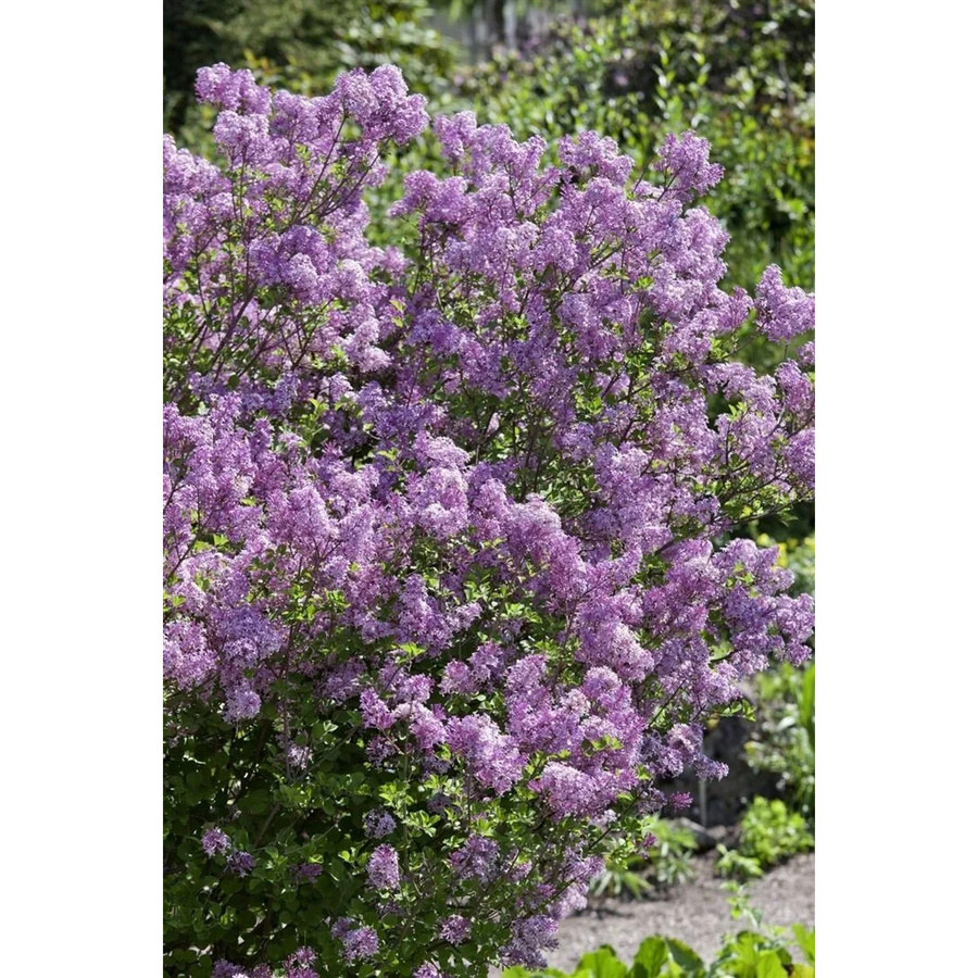 Syringa Meyeri Lillifee Zwergflieder Lila, Zierstrauch für Garten und Balkon, Höhe: 30–40 cm - Bild 2