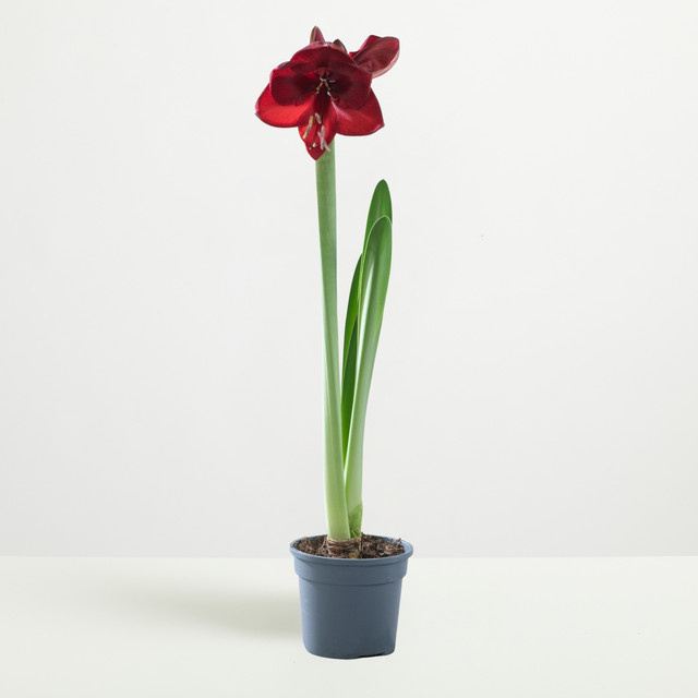 Amaryllis Tropical Orange von BLUME2000 - Bild 1