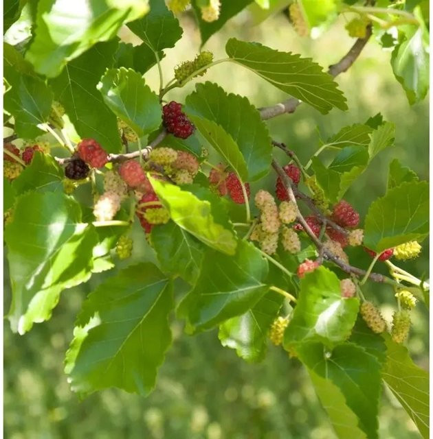 Zwerg Maulbeere Mojo Berry Morus rotundiloba Beerenstrauch, Höhe: 80-100 cm - Bild 1