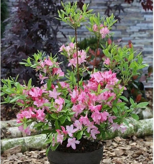 Rhododendron viscosum Rosata in Pink, Strauch für den Garten, Höhe: 40-50 cm - Bild 1