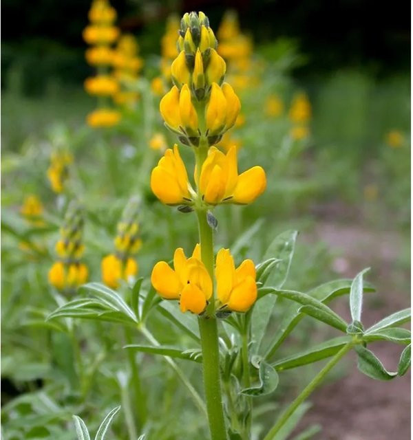 Gelbe Strauch Lupine Lupinus arboreus für deinen Garten - Bild 1