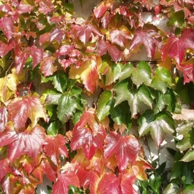 Arborix Dreilappige Jungfernrebe Veitch Boskoop Parthenocissus als Kletterpflanze mit roter Herbstfärbung, 50 bis 60 cm im Container - Bild 1