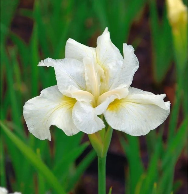 Sibirische Wieseniris White Horse Iris sibirica in Weiß für deinen Garten - Bild 1