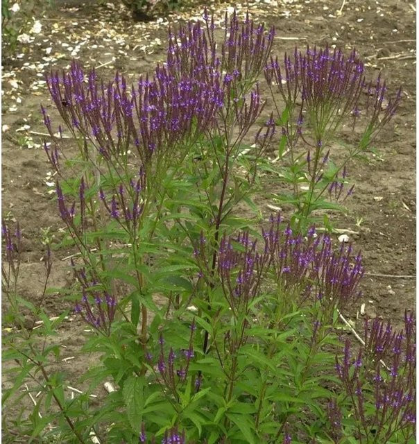 Eisenkraut Blue Spires Verbena hastata Stauden in Blau und Violett von Nr-01.de - Bild 1