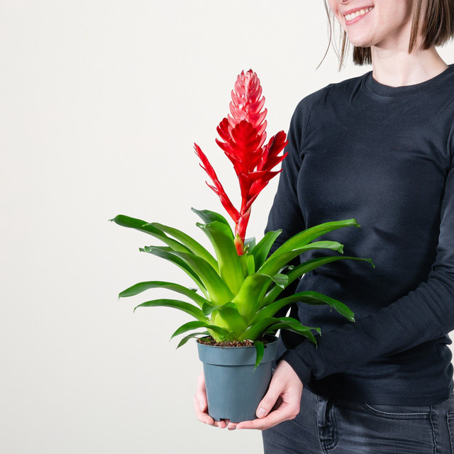 Vriesea Stream Orchidee von BLUME2000 in Rot - Bild 1