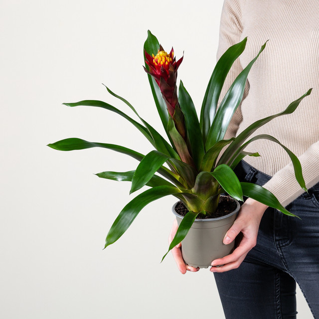 Guzmania Akabar Zimmerpflanze von BLUME2000 in Rot und Grün - Bild 1