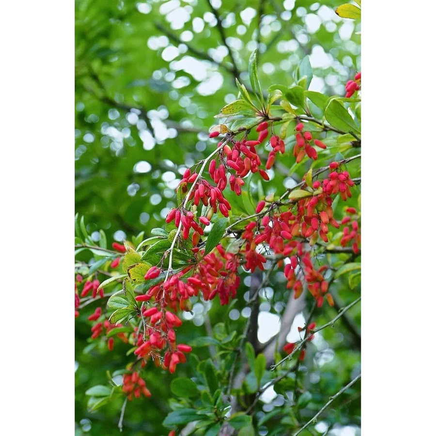Berberis vulgaris Heckenpflanze als Zierstrauch in Gelb, Rot und Orange, Höhe: 30 cm - Bild 2