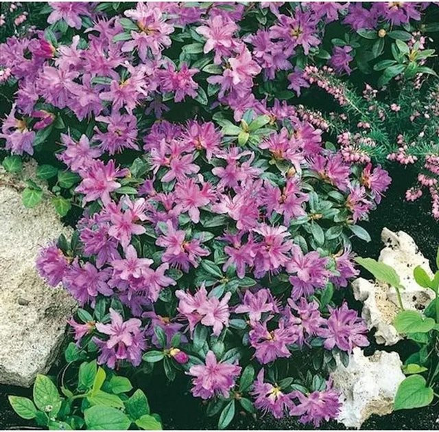 Zwerg Rhododendron Moerheim Rhododendron impeditum Alpenrose in Pink, Höhe: 40-50 cm - Bild 1