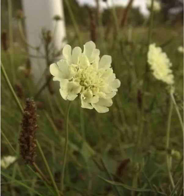 Gelbe Skabiose Moon Dance Scabiosa ochroleuca als winterharte Staude für deinen Garten - Bild 1