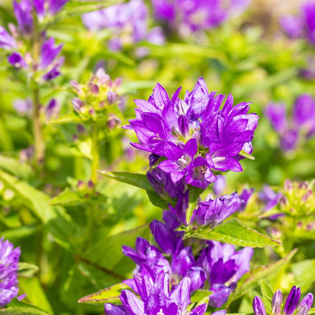 BIO Knäuel-Glockenblume Campanula glomerata Lila, 3 Stück - Bild 1