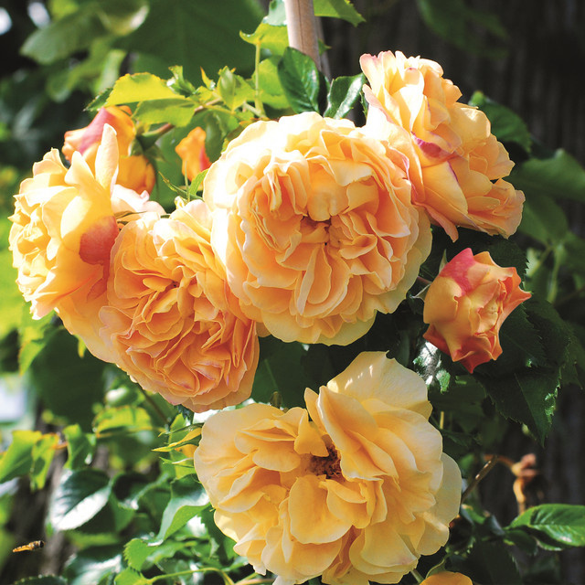 Zwerg-Kletterrose Starlet Rose Lizzy von Tantau in Rosa - Bild 1