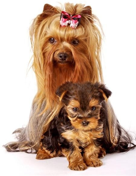 Diamant-Malerei Yorkshire Terrier Hund als Mosaik-Dekoration, B/H: 40 x 50 cm, Multicolor - Bild 1