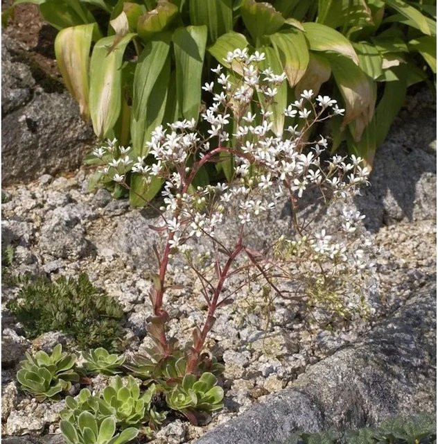 Saxifraga cotyledon Steinbrech als mehrjährige Staude für Steingärten und Staudengärten von Nr-01.de - Bild 1