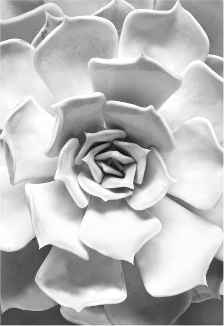Komar Wandbild Succulent Closeup B: 50 cm, H: 70 cm - Bild 1